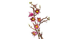 11510 LEGO® Botanicals Manolya Dalları - 5