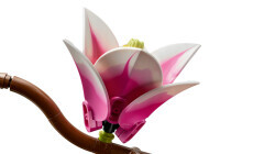 11510 LEGO® Botanicals Manolya Dalları - 6