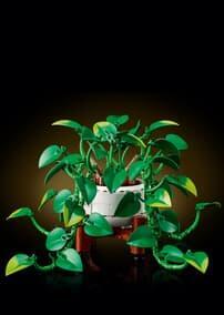 Botanicals